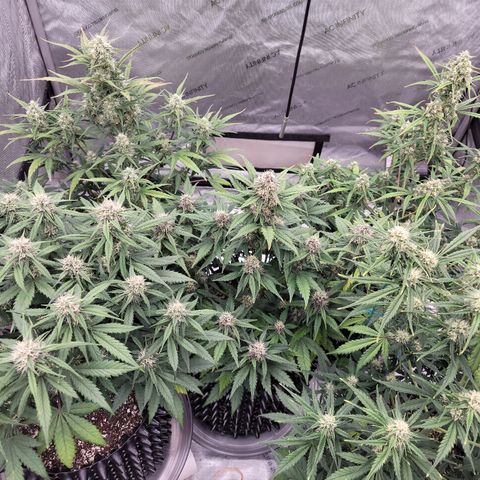 Purple lemonade & pineapple express autos from 420 fastbuds  growlog timeline photo