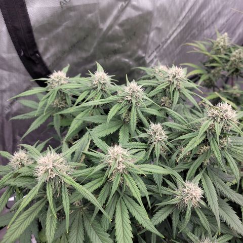 Purple lemonade & pineapple express autos from 420 fastbuds  growlog timeline photo