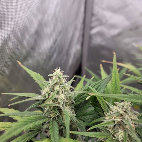 Purple lemonade & pineapple express autos from 420 fastbuds  growlog timeline photo