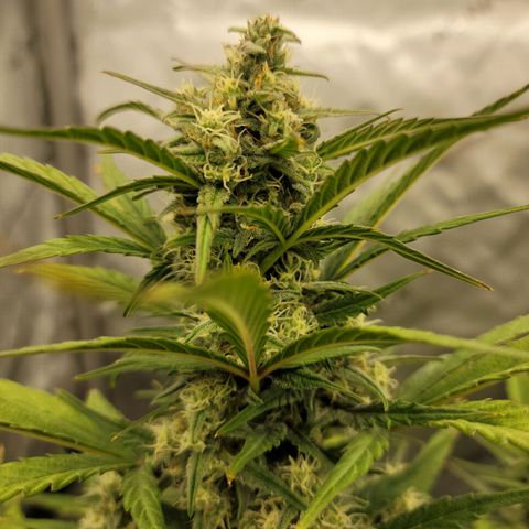 Purple lemonade & pineapple express autos from 420 fastbuds  growlog timeline photo