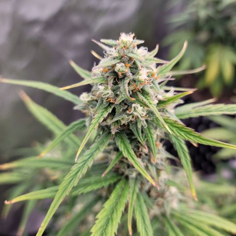 Purple lemonade & pineapple express autos from 420 fastbuds  growlog timeline photo