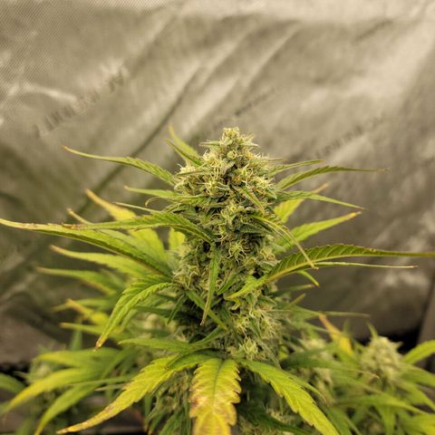 Purple lemonade & pineapple express autos from 420 fastbuds  growlog timeline photo