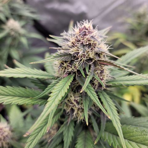 Purple lemonade & pineapple express autos from 420 fastbuds  growlog timeline photo