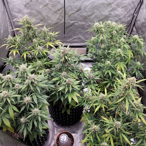 Purple lemonade & pineapple express autos from 420 fastbuds  growlog timeline photo