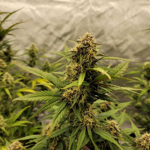 Purple lemonade & pineapple express autos from 420 fastbuds  growlog timeline photo