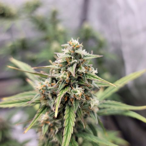 Purple lemonade & pineapple express autos from 420 fastbuds  growlog timeline photo