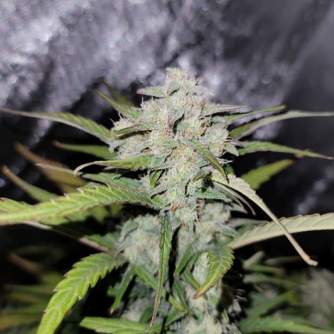 Purple lemonade & pineapple express autos from 420 fastbuds  growlog timeline photo