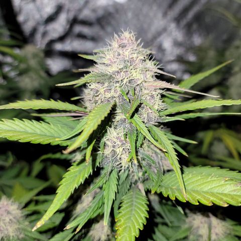 Purple lemonade & pineapple express autos from 420 fastbuds  growlog timeline photo