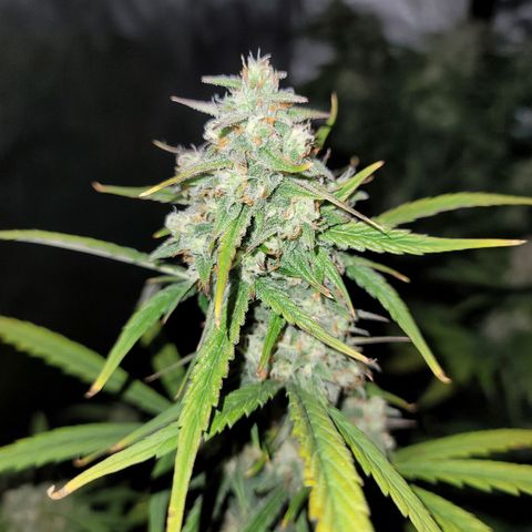 Purple lemonade & pineapple express autos from 420 fastbuds  growlog timeline photo