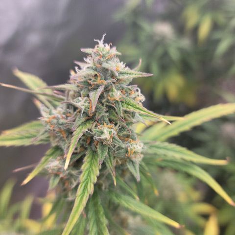 Purple lemonade & pineapple express autos from 420 fastbuds  growlog timeline photo