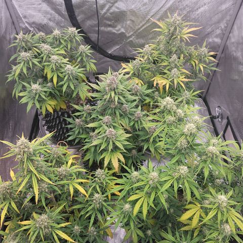 Purple lemonade & pineapple express autos from 420 fastbuds  growlog timeline photo