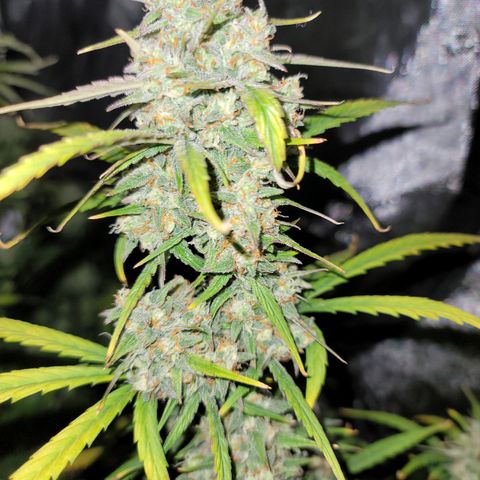 Purple lemonade & pineapple express autos from 420 fastbuds  growlog timeline photo