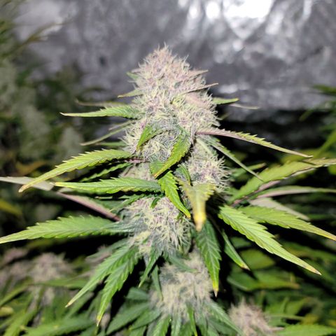Purple lemonade & pineapple express autos from 420 fastbuds  growlog timeline photo