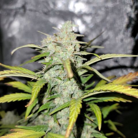 Purple lemonade & pineapple express autos from 420 fastbuds  growlog timeline photo