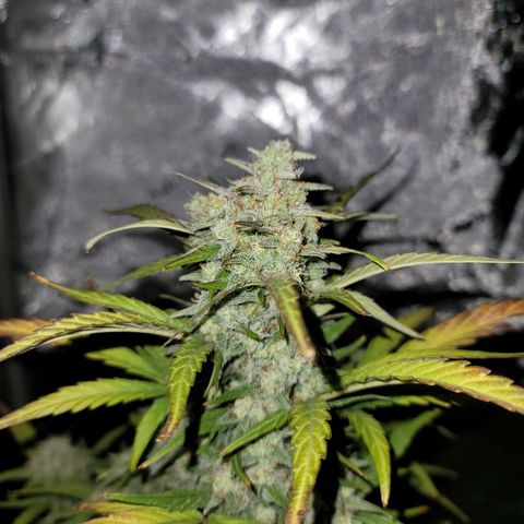 Purple lemonade & pineapple express autos from 420 fastbuds  growlog timeline photo
