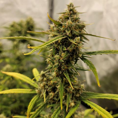 Purple lemonade & pineapple express autos from 420 fastbuds  growlog timeline photo