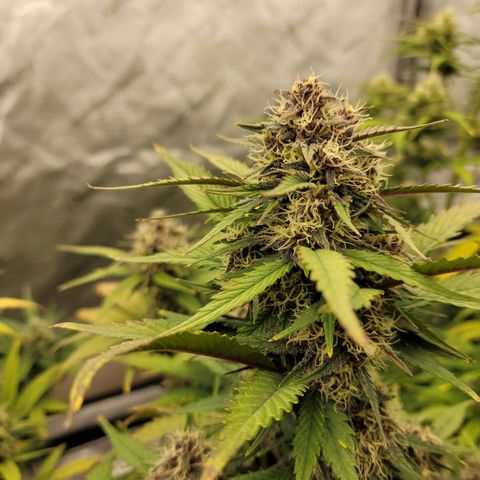 Purple lemonade & pineapple express autos from 420 fastbuds  growlog timeline photo