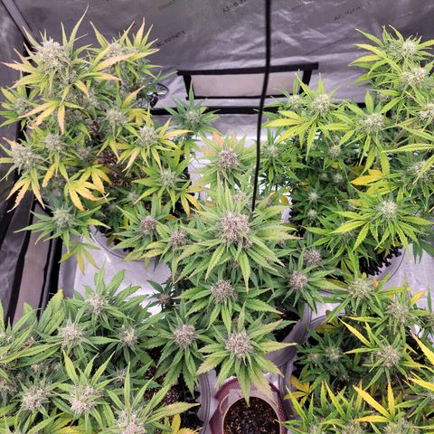 Purple lemonade & pineapple express autos from 420 fastbuds  growlog timeline photo