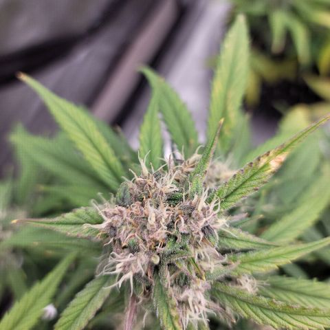 Purple lemonade & pineapple express autos from 420 fastbuds  growlog timeline photo