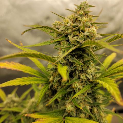 Purple lemonade & pineapple express autos from 420 fastbuds  growlog timeline photo