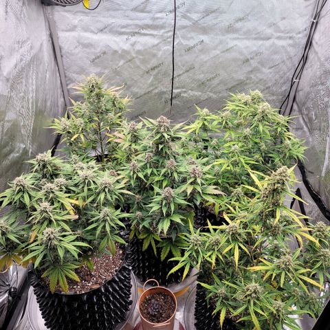 Purple lemonade & pineapple express autos from 420 fastbuds  growlog timeline photo