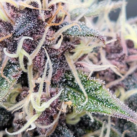 Purple lemonade & pineapple express autos from 420 fastbuds  growlog timeline photo
