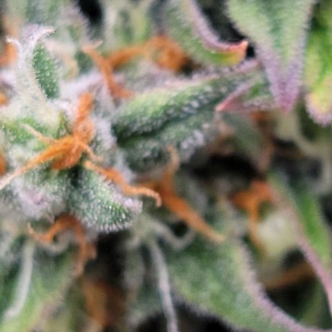 Purple lemonade & pineapple express autos from 420 fastbuds  growlog timeline photo