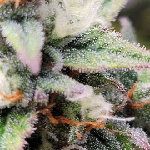 Purple lemonade & pineapple express autos from 420 fastbuds  growlog timeline photo
