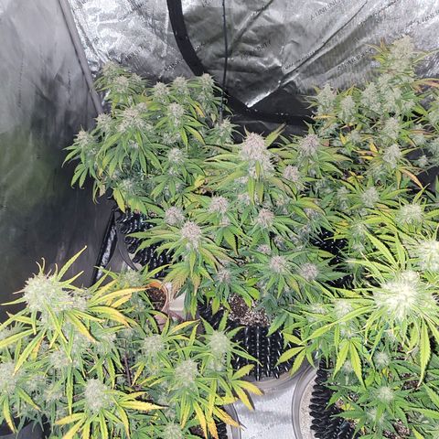 Purple lemonade & pineapple express autos from 420 fastbuds  growlog timeline photo