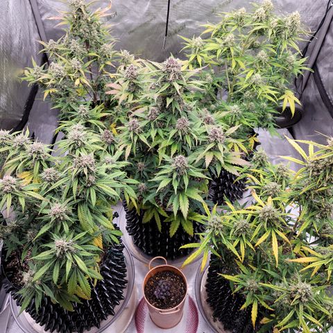 Purple lemonade & pineapple express autos from 420 fastbuds  growlog timeline photo