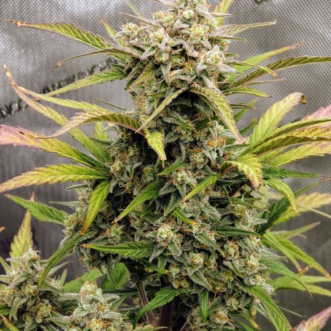 Purple lemonade & pineapple express autos from 420 fastbuds  growlog timeline photo