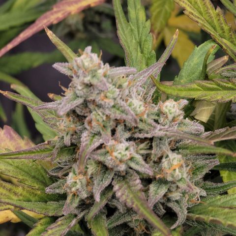 Purple lemonade & pineapple express autos from 420 fastbuds  growlog timeline photo
