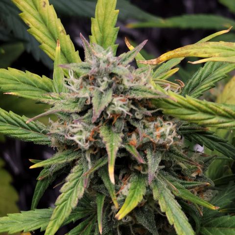 Purple lemonade & pineapple express autos from 420 fastbuds  growlog timeline photo