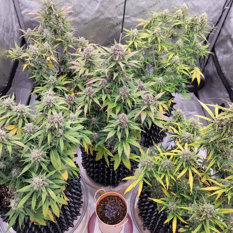 Purple lemonade & pineapple express autos from 420 fastbuds  growlog timeline photo