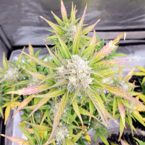 Purple lemonade & pineapple express autos from 420 fastbuds  growlog timeline photo