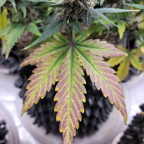 Purple lemonade & pineapple express autos from 420 fastbuds  growlog timeline photo