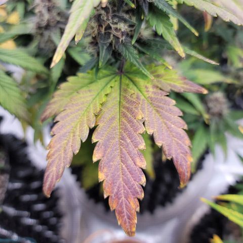 Purple lemonade & pineapple express autos from 420 fastbuds  growlog timeline photo