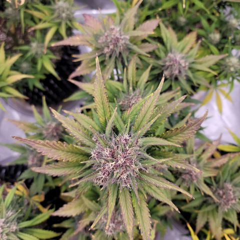 Purple lemonade & pineapple express autos from 420 fastbuds  growlog timeline photo