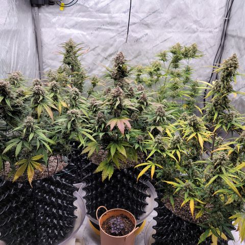 Purple lemonade & pineapple express autos from 420 fastbuds  growlog timeline photo