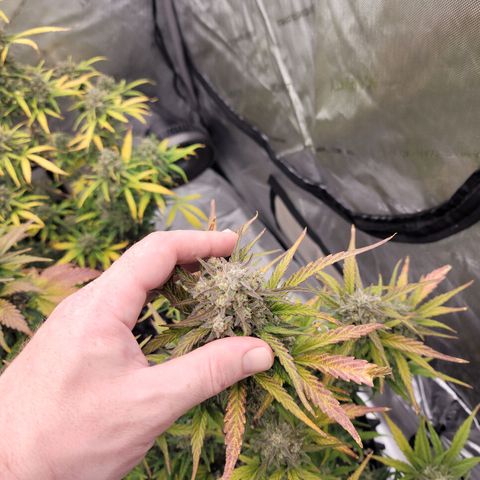 Purple lemonade & pineapple express autos from 420 fastbuds  growlog timeline photo