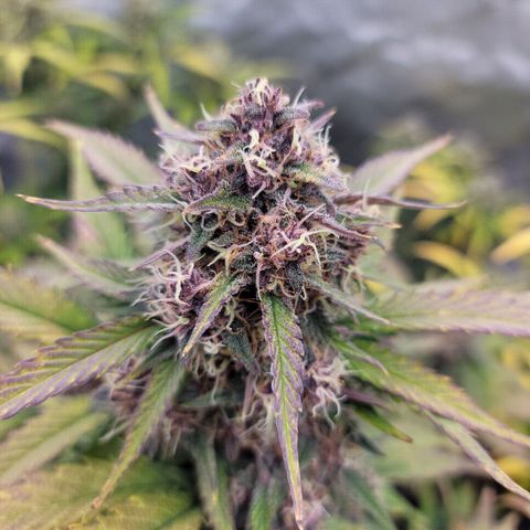 Purple lemonade & pineapple express autos from 420 fastbuds  growlog timeline photo