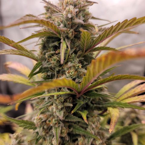 Purple lemonade & pineapple express autos from 420 fastbuds  growlog timeline photo