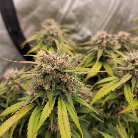 Purple lemonade & pineapple express autos from 420 fastbuds  growlog timeline photo