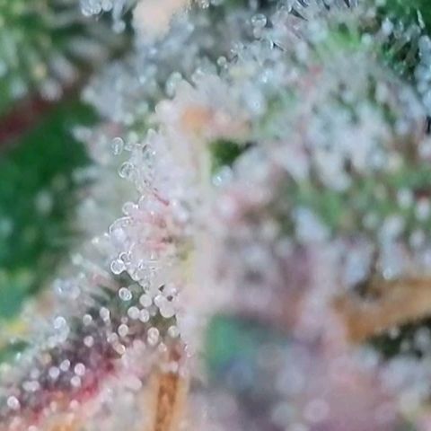 Purple lemonade & pineapple express autos from 420 fastbuds  growlog timeline photo