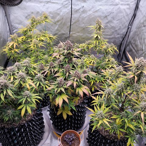 Purple lemonade & pineapple express autos from 420 fastbuds  growlog timeline photo