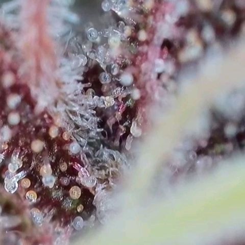 Purple lemonade & pineapple express autos from 420 fastbuds  growlog timeline photo