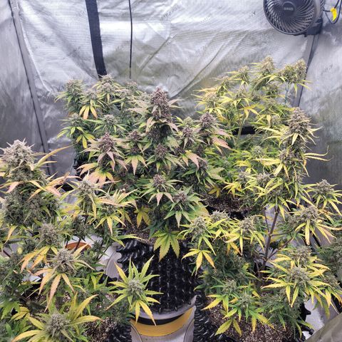 Purple lemonade & pineapple express autos from 420 fastbuds  growlog timeline photo