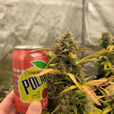 Purple lemonade & pineapple express autos from 420 fastbuds  growlog timeline photo