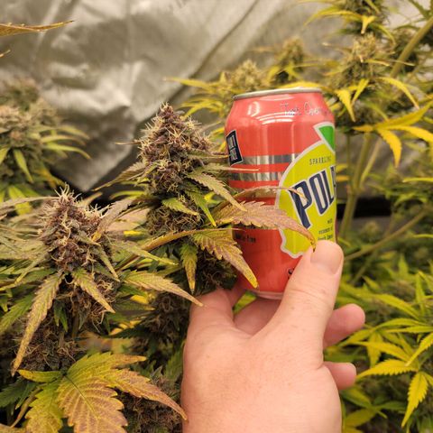 Purple lemonade & pineapple express autos from 420 fastbuds  growlog timeline photo