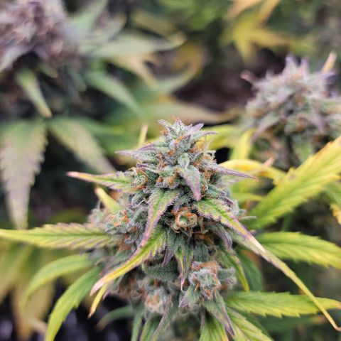 Purple lemonade & pineapple express autos from 420 fastbuds  growlog timeline photo